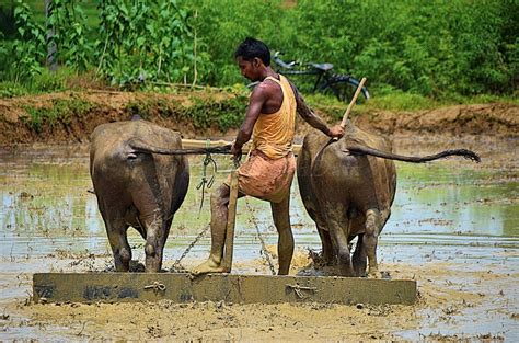 indian jungle porn|'indian jungle' Search .